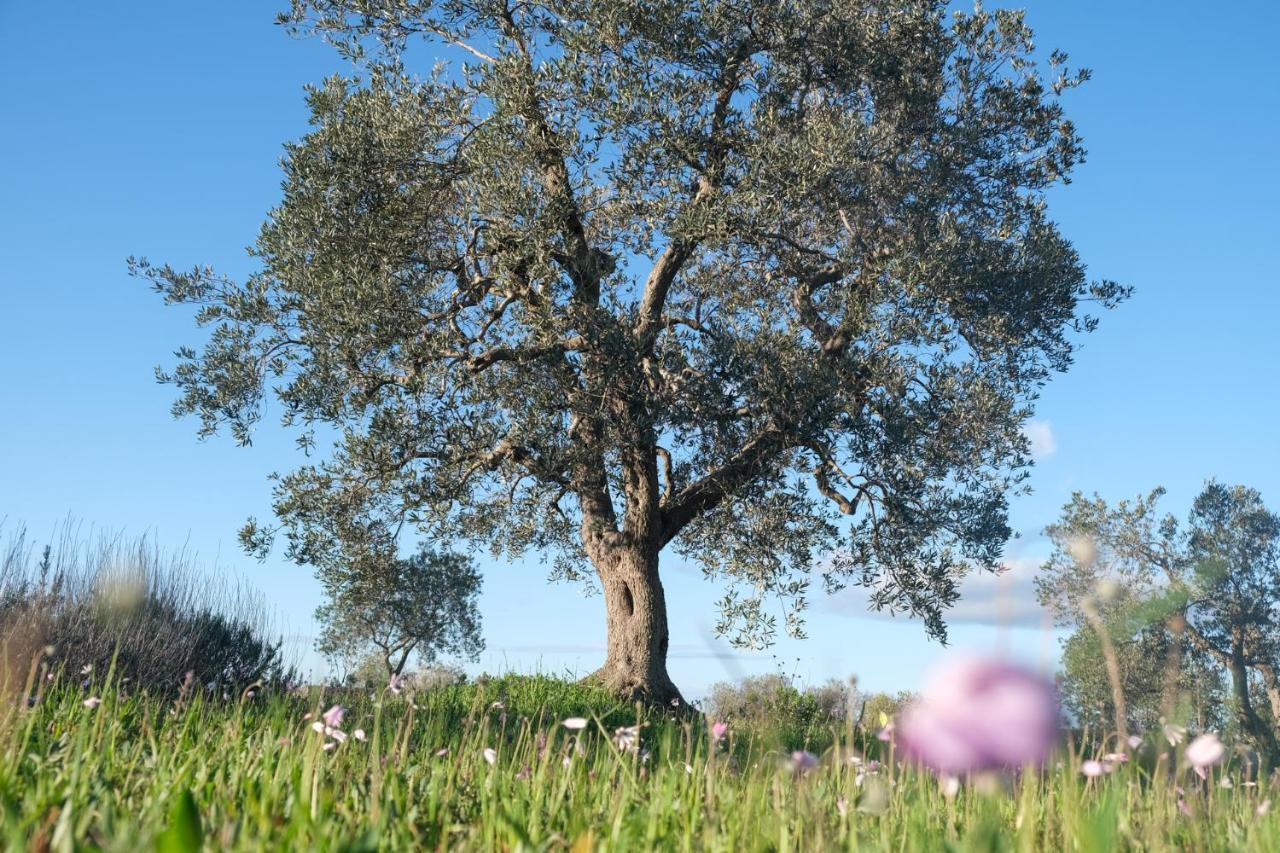 Regina Di Ulivi Bed and Breakfast Ostuni Εξωτερικό φωτογραφία