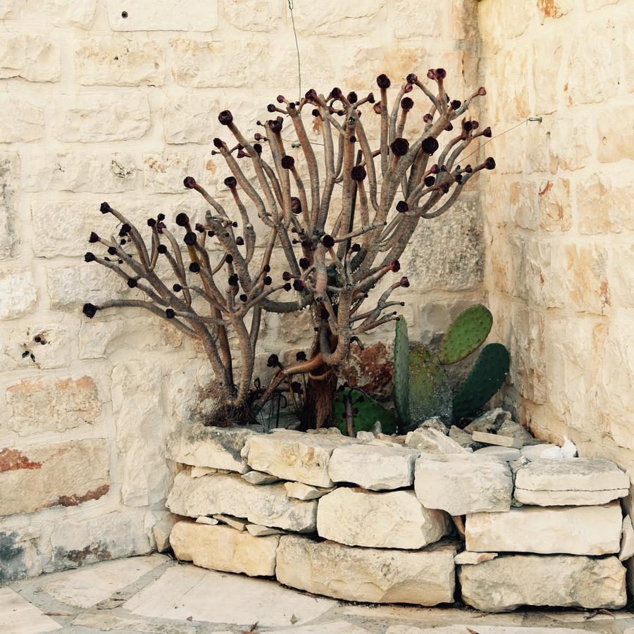 Regina Di Ulivi Bed and Breakfast Ostuni Εξωτερικό φωτογραφία